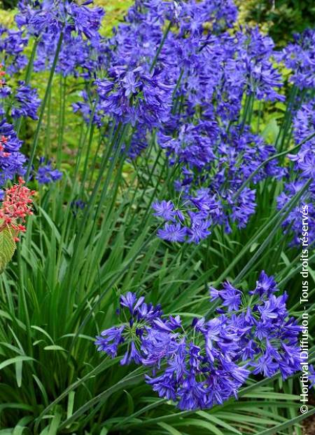 © Hortival Diffusion - Tous droits réservés