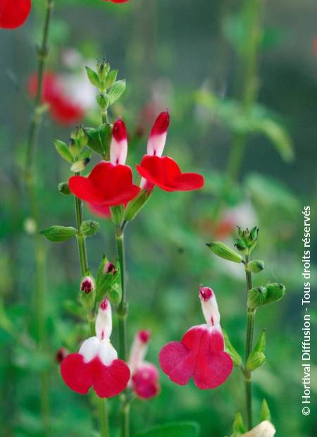 © Hortival Diffusion - Tous droits réservés