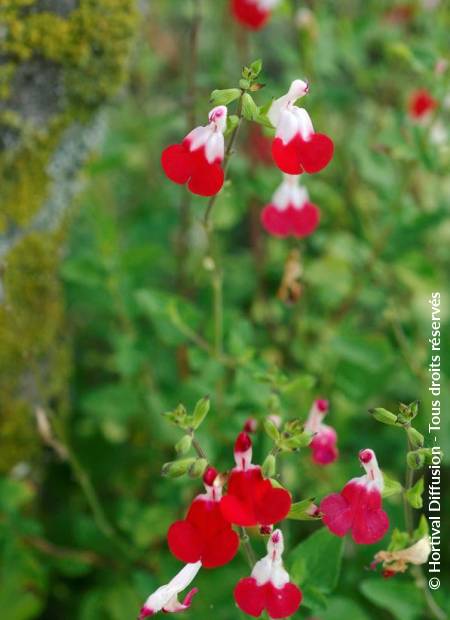 © Hortival Diffusion - Tous droits réservés