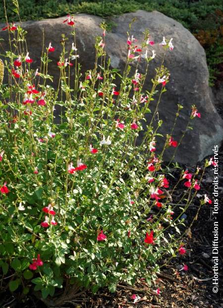 © Hortival Diffusion - Tous droits réservés