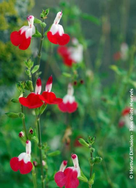 © Hortival Diffusion - Tous droits réservés