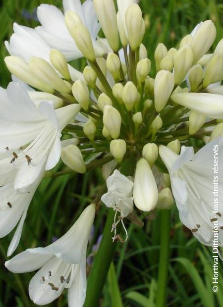 © Hortival Diffusion - Tous droits réservés