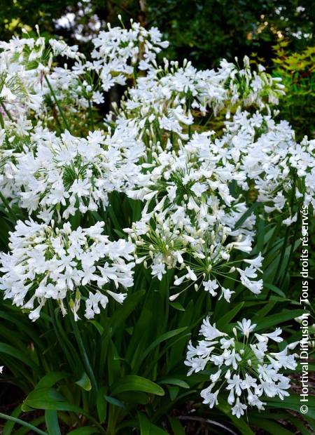 © Hortival Diffusion - Tous droits réservés