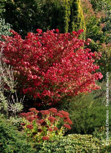 © Hortival Diffusion - Tous droits réservés