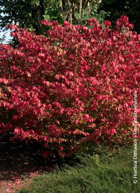 © Hortival Diffusion - Tous droits réservés