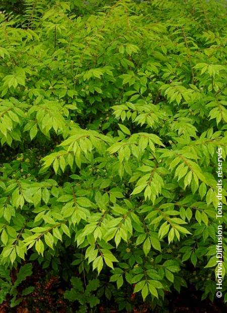 © Hortival Diffusion - Tous droits réservés