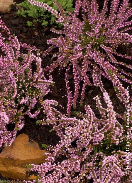 © Hortival Diffusion - Tous droits réservés