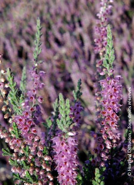 © Hortival Diffusion - Tous droits réservés