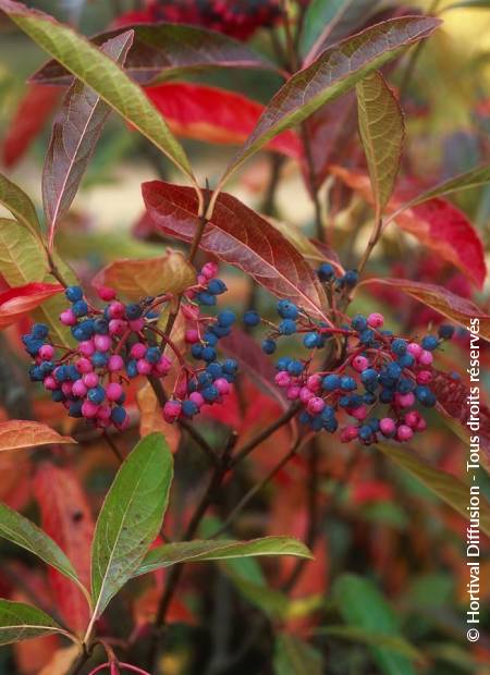 © Hortival Diffusion - Tous droits réservés