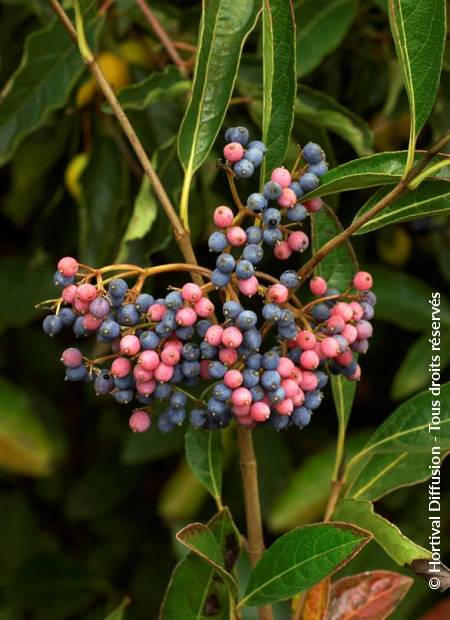 © Hortival Diffusion - Tous droits réservés