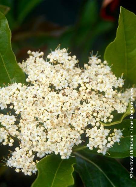 © Hortival Diffusion - Tous droits réservés