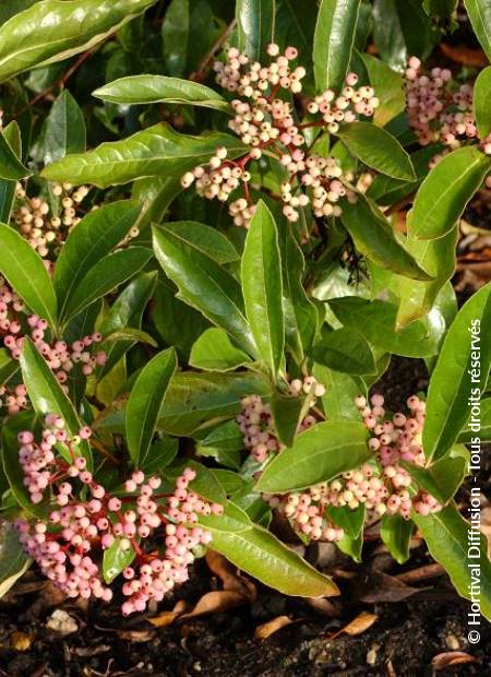 © Hortival Diffusion - Tous droits réservés