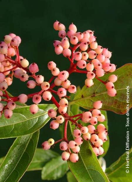 © Hortival Diffusion - Tous droits réservés