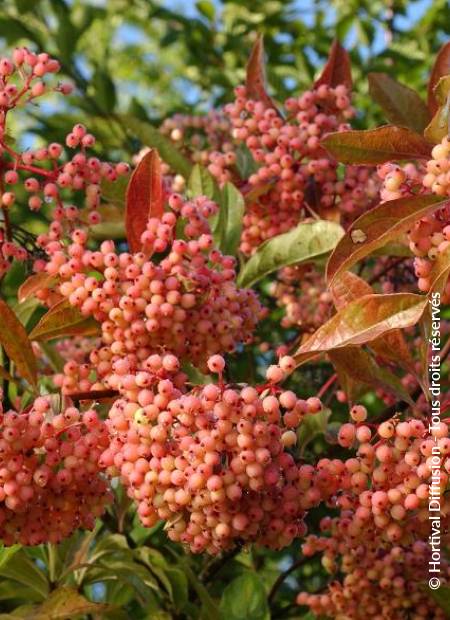 © Hortival Diffusion - Tous droits réservés