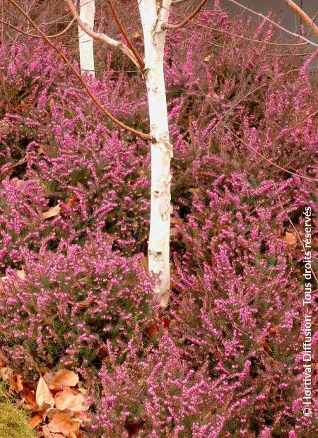 © Hortival Diffusion - Tous droits réservés