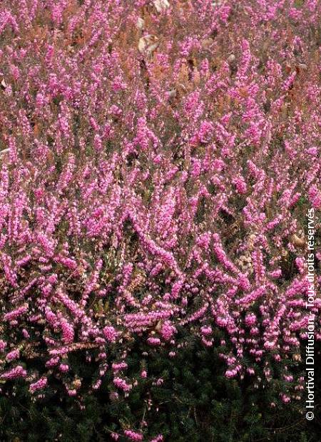 © Hortival Diffusion - Tous droits réservés