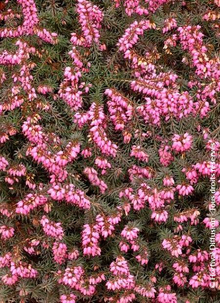 © Hortival Diffusion - Tous droits réservés