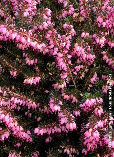 © Hortival Diffusion - Tous droits réservés