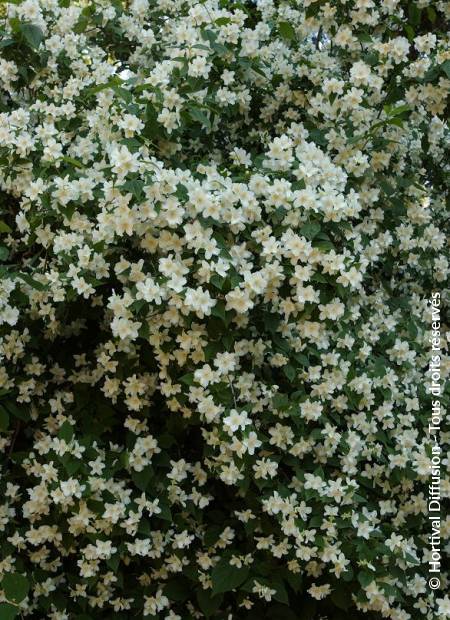 © Hortival Diffusion - Tous droits réservés