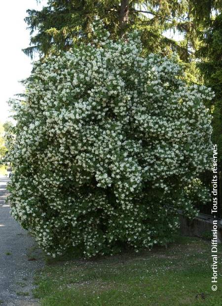 © Hortival Diffusion - Tous droits réservés