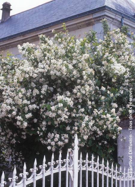 © Hortival Diffusion - Tous droits réservés