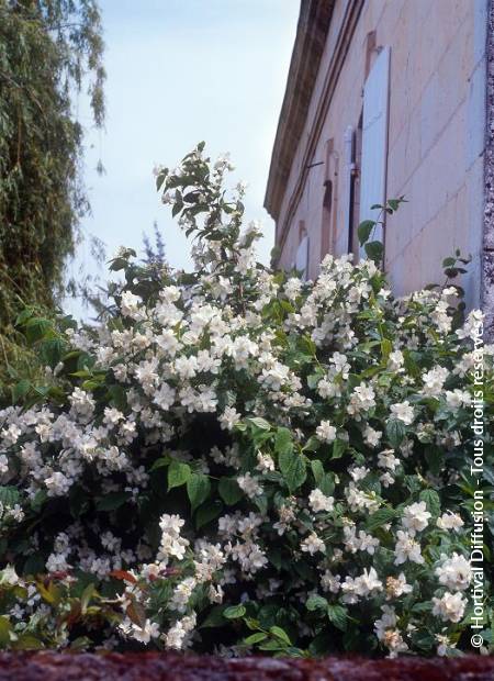 © Hortival Diffusion - Tous droits réservés