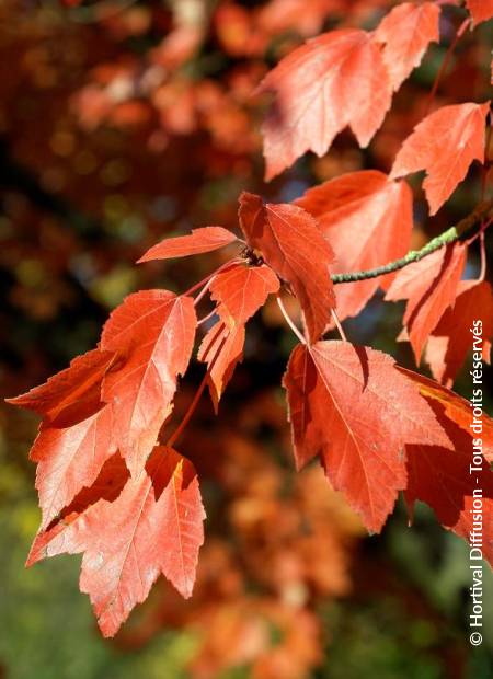 © Hortival Diffusion - Tous droits réservés