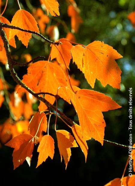 © Hortival Diffusion - Tous droits réservés