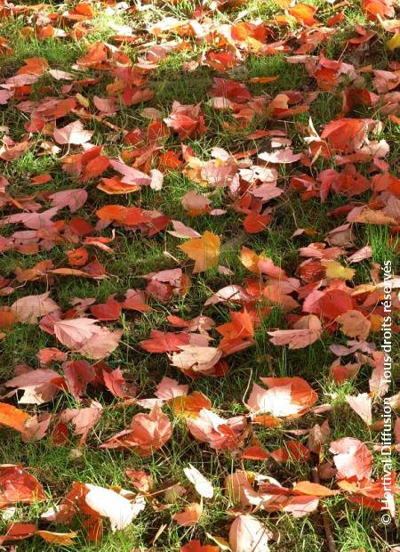 © Hortival Diffusion - Tous droits réservés