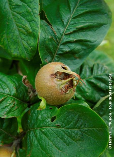 © Hortival Diffusion - Tous droits réservés