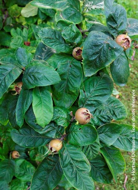 © Hortival Diffusion - Tous droits réservés