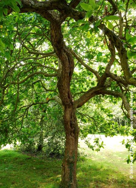 © Hortival Diffusion - Tous droits réservés