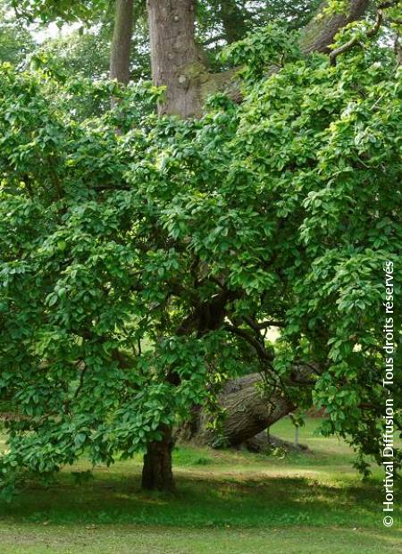 © Hortival Diffusion - Tous droits réservés