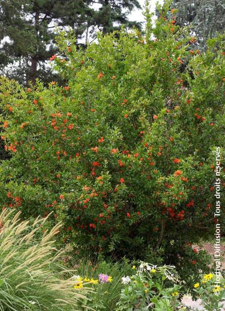 © Hortival Diffusion - Tous droits réservés