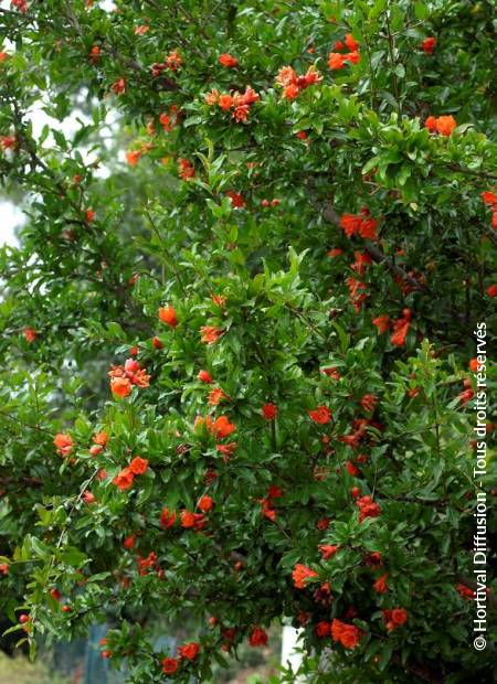 © Hortival Diffusion - Tous droits réservés