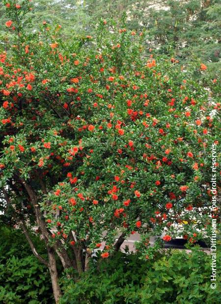 © Hortival Diffusion - Tous droits réservés