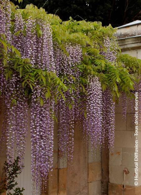 © Hortival Diffusion - Tous droits réservés