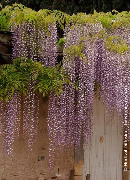 © Hortival Diffusion - Tous droits réservés