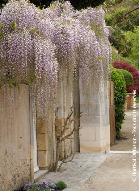 © Hortival Diffusion - Tous droits réservés