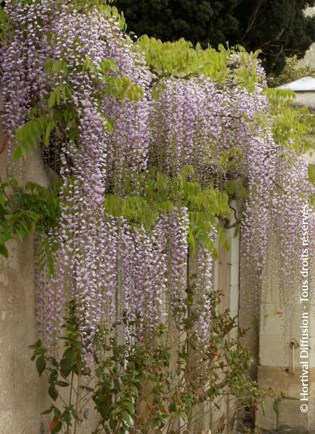 © Hortival Diffusion - Tous droits réservés