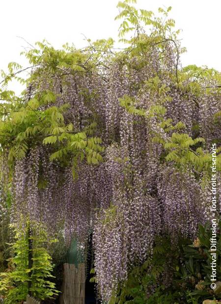 © Hortival Diffusion - Tous droits réservés