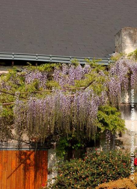 © Hortival Diffusion - Tous droits réservés