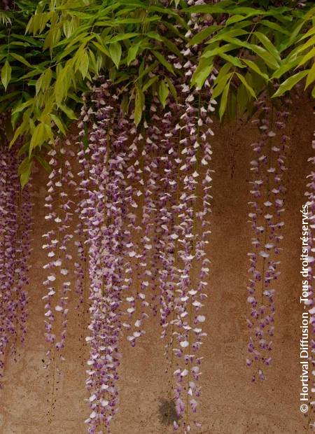 © Hortival Diffusion - Tous droits réservés