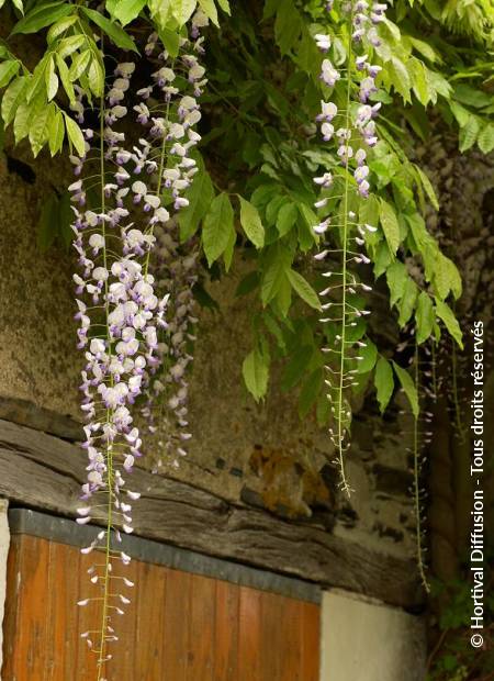 © Hortival Diffusion - Tous droits réservés