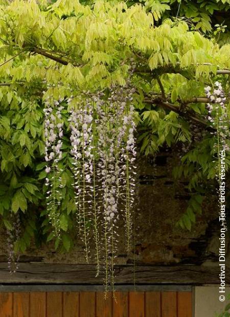 © Hortival Diffusion - Tous droits réservés