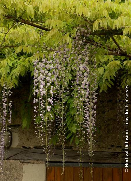 © Hortival Diffusion - Tous droits réservés