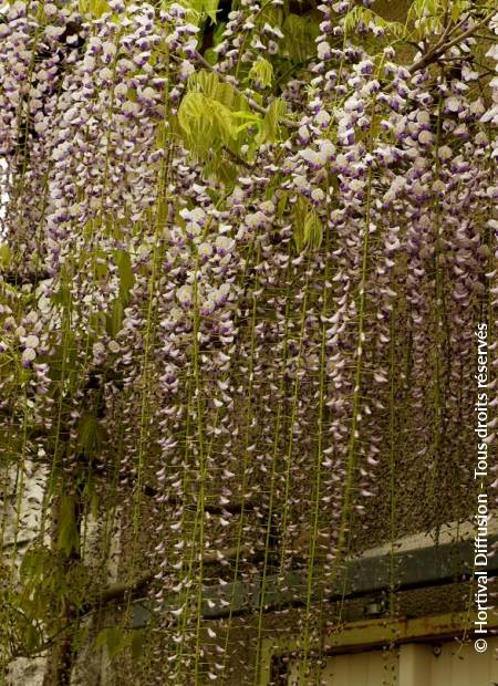 © Hortival Diffusion - Tous droits réservés