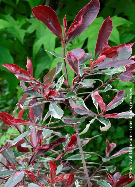 © Hortival Diffusion - Tous droits réservés