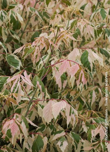 © Hortival Diffusion - Tous droits réservés