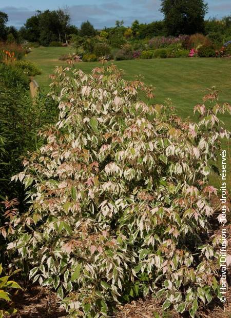 © Hortival Diffusion - Tous droits réservés